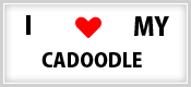 Cadoodle dog breed