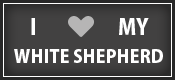 White Shepherd puppy