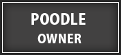 Standard Poodle dog