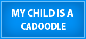 Cadoodle dog