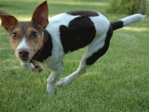 Jack-Rat Terrier